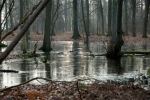 Water in het bos