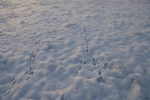 Sporen in de sneeuw